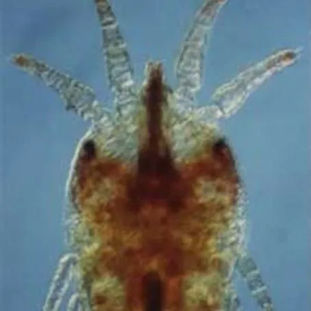 thumbnail for publication: Phalaenopsis Mite, Tenuipalpus pacificus Baker (Arachnida: Acari: Tenuipalpidae)